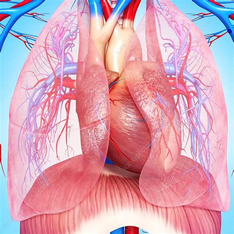 It describes the theatre of events. Chest anatomy, artwork - Stock Image - F006/0206 - Science Photo Library