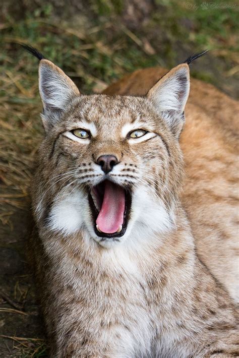 Laughing This Lynx Ive Seen At Wildpark Pforzheim Cloudtail The