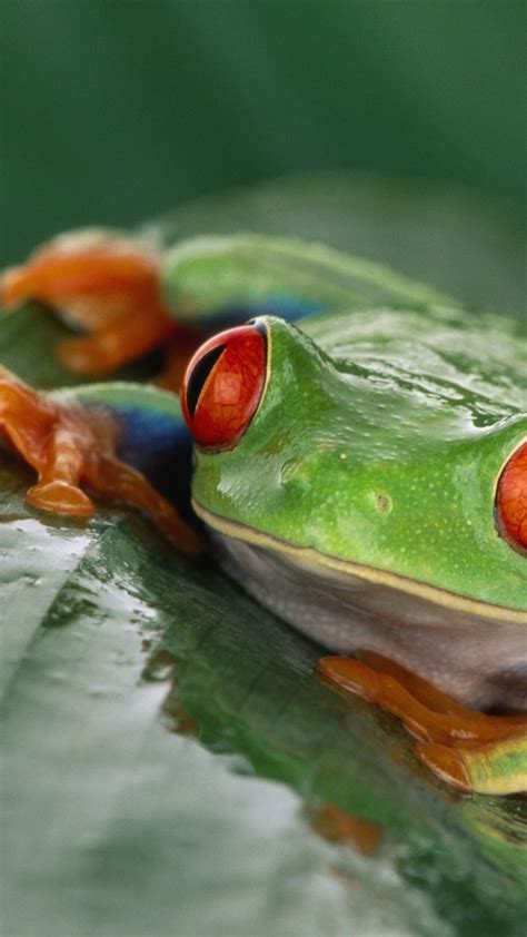 As with any pet, it's extremely difficult to generalize the costs associated with however, we have put together a comprehensive list of costs that you are likely to face with any international pet transport. Wallpaper Tree frog, Costa Rica, green, orange, tropical ...