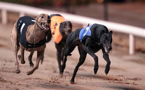 Greyhound Racing Funding Up €24 Million Sport For Business