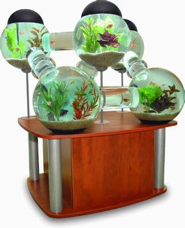 Looking for a best betta fish tank? All about betta fish: Betta fish tank setup