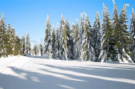Winter Landscape With Conifers Stock Image Colourbox