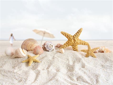 Seashells And Starfish On The Beach Ultra Hd Desktop Background