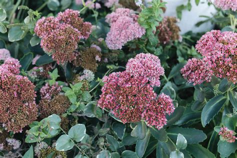 How To Grow And Care For Autumn Joy Stonecrop