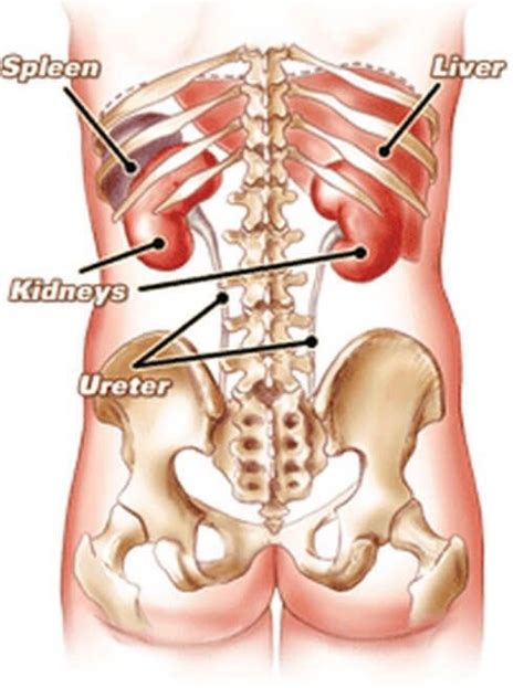 Organs under the right rib cage. Do your kidneys touch the ribs of your back? - Quora
