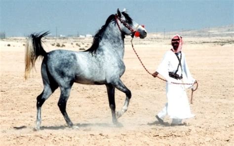 A lot of things count for the cost of the horse. Arabian Horse Price: How Much Do They Cost? | Horse is Love