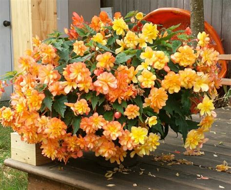 Beautiful Begonia Container Gardening Floral Wreath Begonia