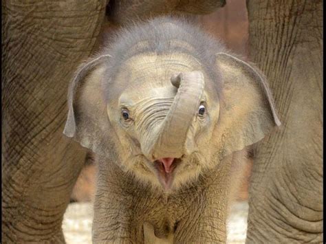 Pin On Elephants