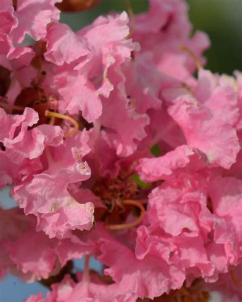 The First Blooms Of Spring How And When To Prune Forsythia Bushes