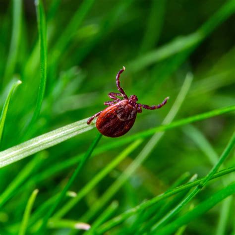 How To Get Rid Of Ticks In Your Yard 4 Ways To Eliminate Ticks