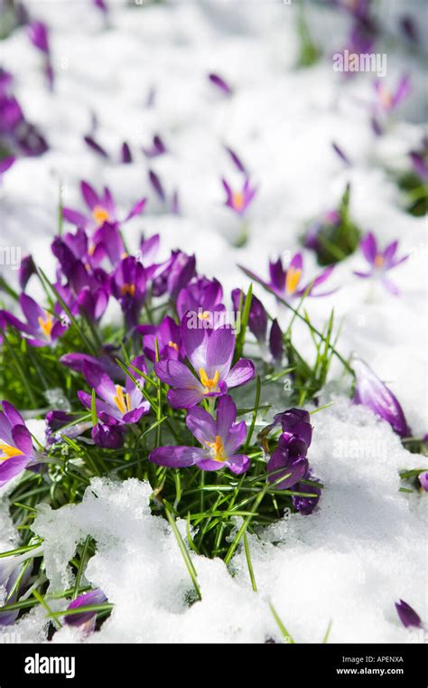 Crocus Snow Vertical Nobody Hi Res Stock Photography And Images Alamy