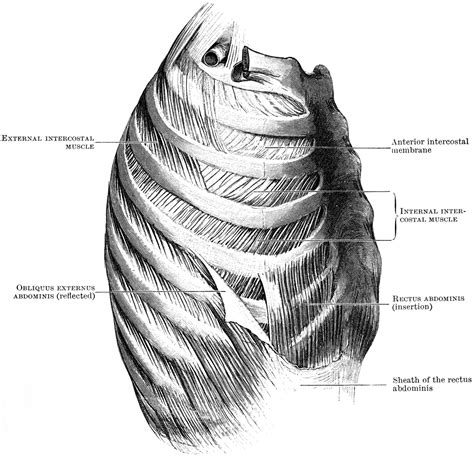 Muscles Of The Thoracic Wall Clipart Etc