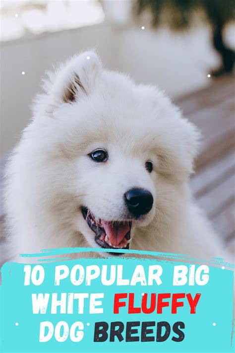 10 Popular Big White Fluffy Dog Breeds Fluffy Dog Breeds Fluffy Dogs