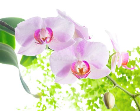 Blooming Beautiful Lilac Orchid Is Isolated Stock Photo Image Of
