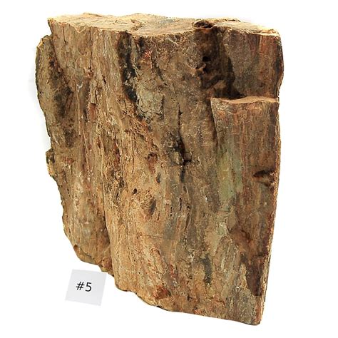 Petrified Wood Fossilized Wood Specimen Petrified Wood