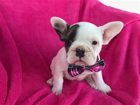 The frenchie makes a great family pet! View Ad: French Bulldog Puppy for Sale near Pennsylvania ...