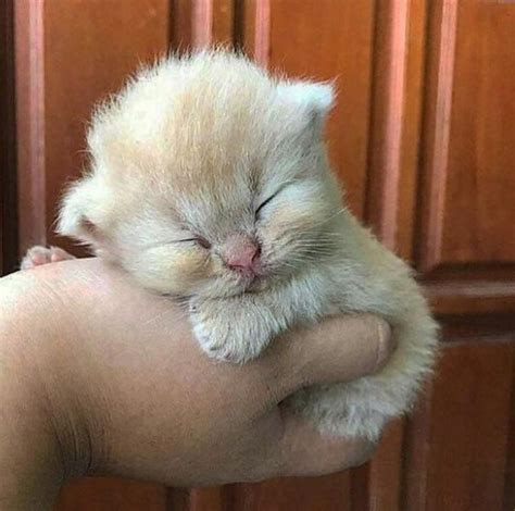 Kittens Cutest Cats And Kittens Cute Babies Animals And Pets Baby