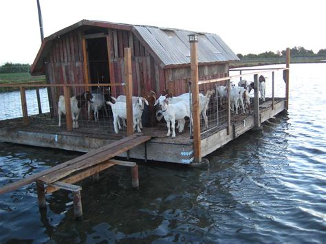 Building A Floating Goat House Little House On The Fish Farm ~ Near