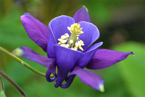 Tutte le informazioni sul nome fiore. Nomi di fiori viola - Significato fiori - Nomi di fiori viola - significato