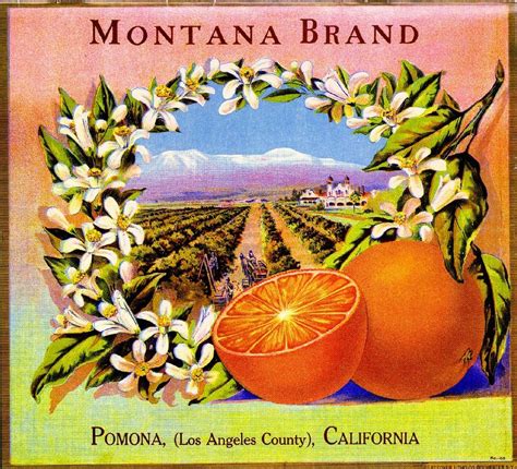 Pomona Los Angeles County Ca Vintage Montana Scenic Orange Citrus
