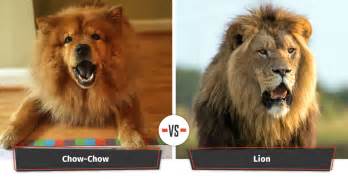 Check spelling or type a new query. Dog That Looks Like A Lion | 14 Dogs That Look Like Lions