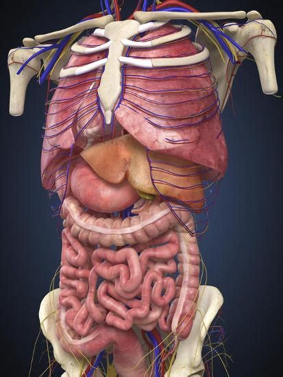 Image Showing Internal Organs In The Back 22 Best Anatomy Of Organs