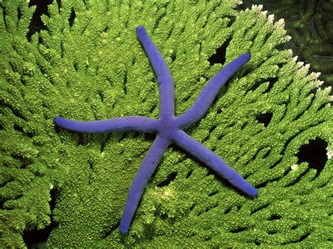 Starfish Nicks Seaworld