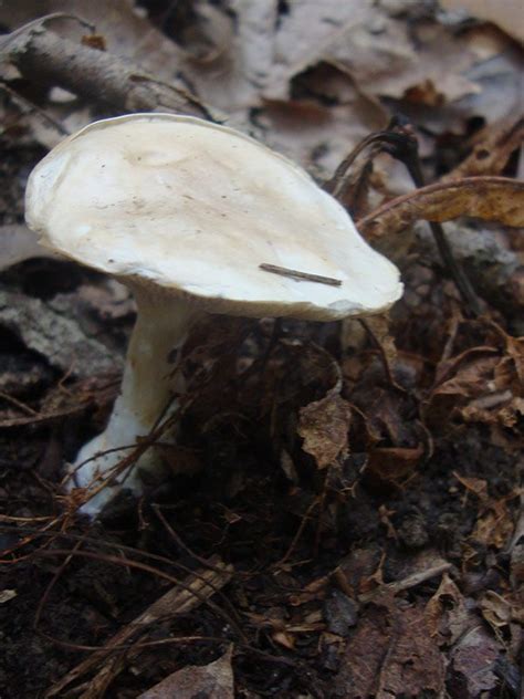 Identifying Ohio Mushrooms