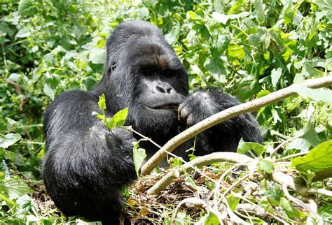 World's largest gorillas 'one step from going extinct ...