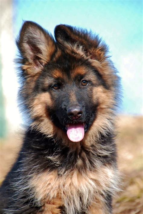 All Black Long Haired German Shepherd Puppy Hair Style Lookbook For