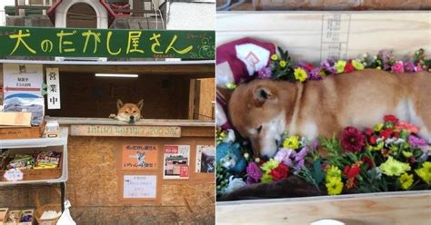 Ken Manager Of Hokkaido Roast Sweet Potato Stand And Adorable Shiba Inu