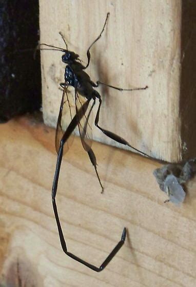 Yellow jackets are most commonly known for their yellow and black striped bodies. Large black wasp? Is this a type of ichneumon wasp ...