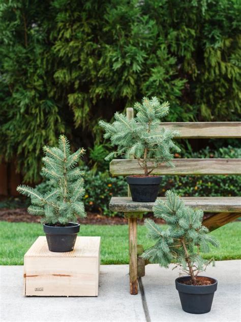 Just because your backyard lacks in size. Winter-Friendly Patio Plants | HGTV