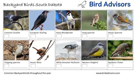 Top 33 Backyard Birds In South Dakota Free Id Charts