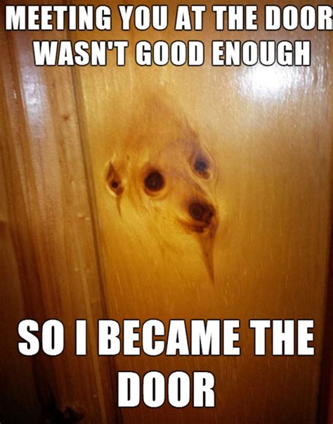 Overly Attached Dog With Images Funny Animals Funny Animal Memes Dogs