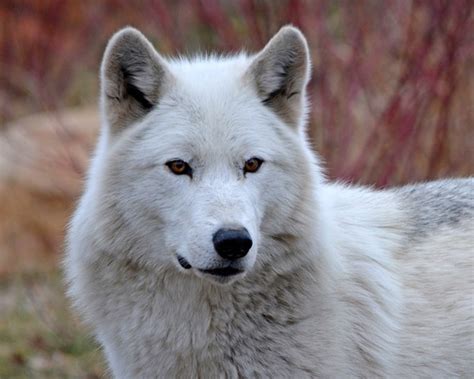 Detroit Zoo Says Goodbye To Beloved Gray Wolf Wazi ‘we