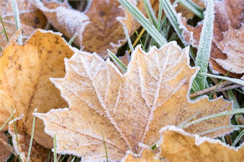 Frozen Leaves Free Stock Photo Public Domain Pictures