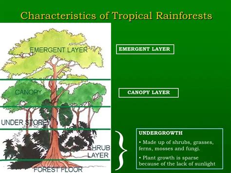 Tropical Rainforest Biome Facts Explained Education Site