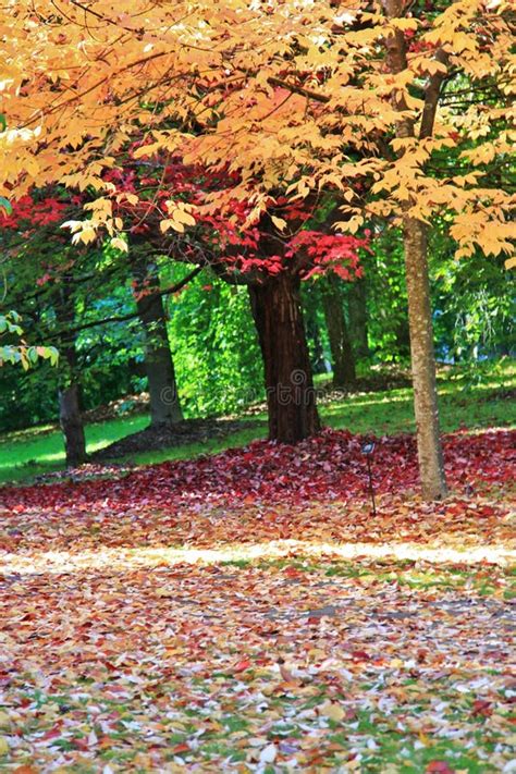 Colorful Leaves At Autumn Vandusen Botanical Garden Vancouver