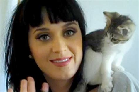 45 amazing pictures of celebrities and cats celebrities with cats cat people cats
