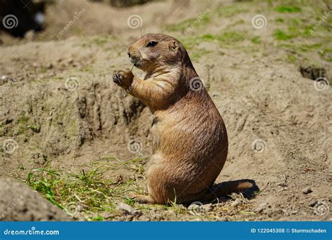 A Meerkat Prairie Dog Eating Hay And Grass Stock Photo Image Of