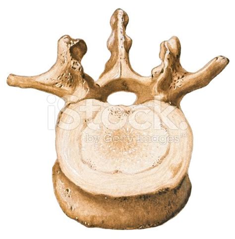 Spine Lumbar Vertebra Royalty Free Stock Illustration Vertebrae