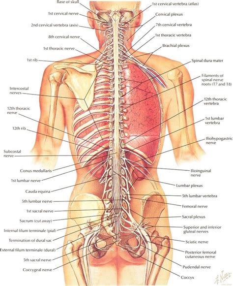 However, there is no universally standard definition of what constitutes an organ. Back side of human body and moreanatomy of back side of human body backside of human body left ...