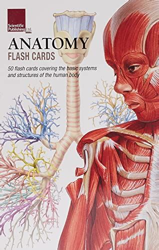 Buy Anatomy Flash Cards Online At Desertcartuae