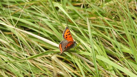 Download Wallpaper 3840x2160 Butterfly Wings Grass Insect 4k Uhd 16