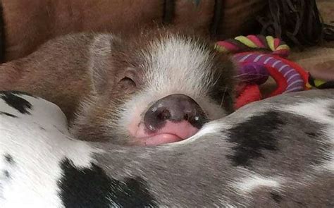 Pet Adoption Service By We Love Mini Pigs In El Campo Area Alignable