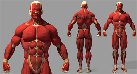Muscular Men Anatomy