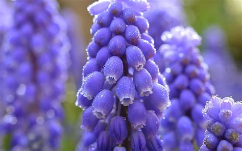 Blue Grapes Hyacinths Dew Flowers Beads Blue Hd Wallpaper Peakpx