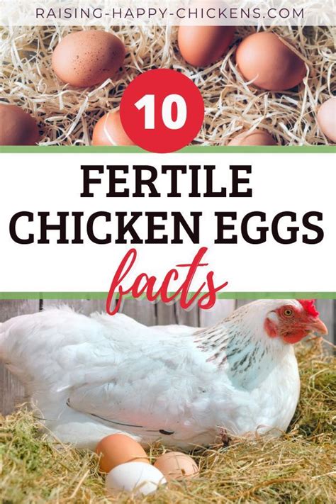 10 Facts About Fertile Chicken Eggs Chicken Eggs Chickens Backyard