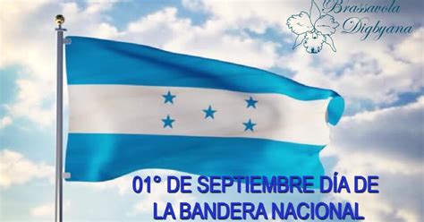 We did not find results for: Brassavola Digbyana: 01° de Septiembre Día de La Bandera ...